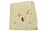 Fossil Beetle (Coleoptera) Elytron - Bois d’Asson, France #254222-1